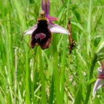 Oprys benacensis | Foro S. Pierce 